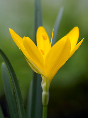 STERNBERGIA SICULA