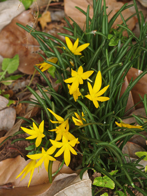 STERNBERGIA starry later flowerer