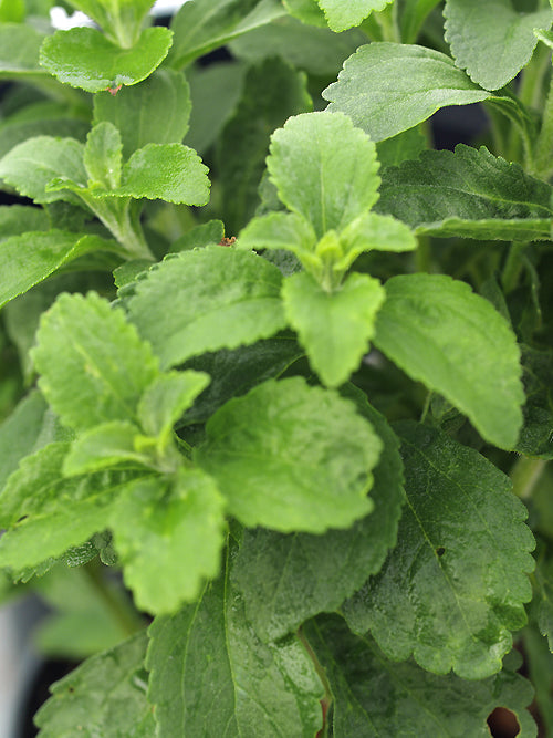 STEVIA REBAUDIANA