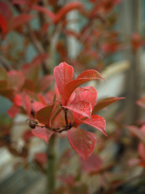 STEWARTIA PSEUDOCAMELLIA