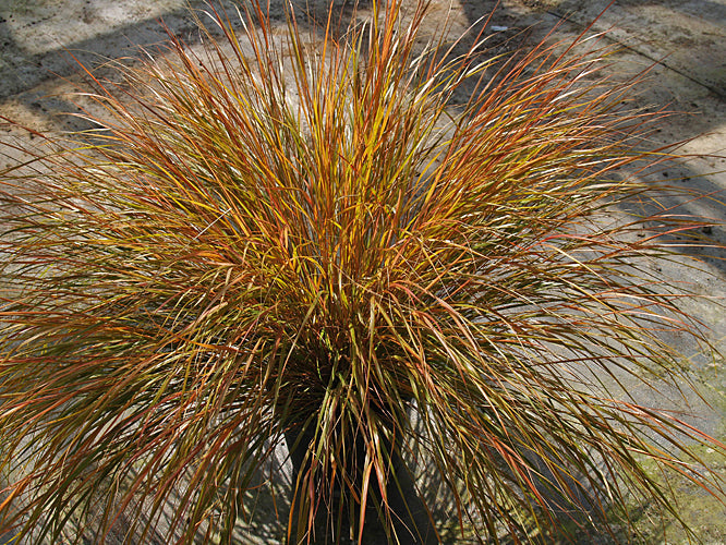 STIPA ARUNDINACEA 'SIROCCO'