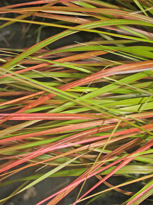 STIPA ARUNDINACEA