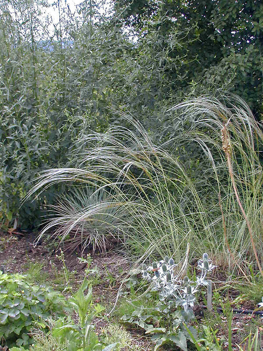 STIPA BARBATA