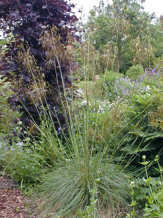 STIPA GIGANTEA