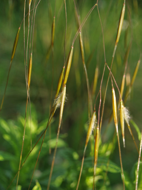 STIPA GIGANTEA 'GOLD FONTAENE'