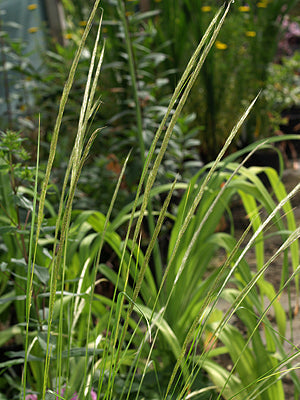 STIPA LEPTOSTACHYA