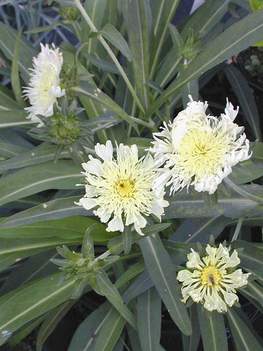 STOKESIA LAEVIS 'MARY GREGORY'