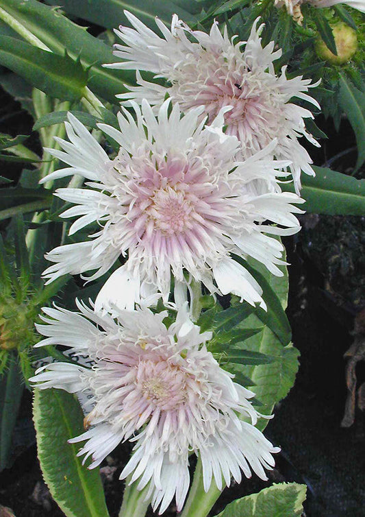 STOKESIA LAEVIS 'SILVER MOON'
