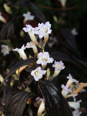STROBILANTHES ANISOPHYLLA