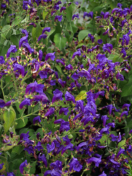 STROBILANTHES ATTENUATA