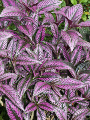 STROBILANTHES DYERIANA