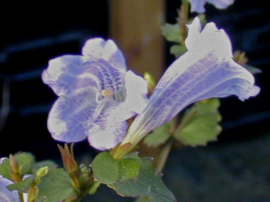 STROBILANTHES FLEXICAULIS CLONE 2