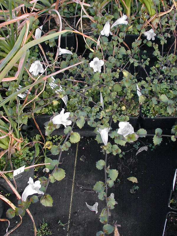 STROBILANTHES FLEXICAULIS CLONE 1