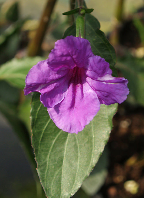 STROBILANTHES PENSTEMONOIDES