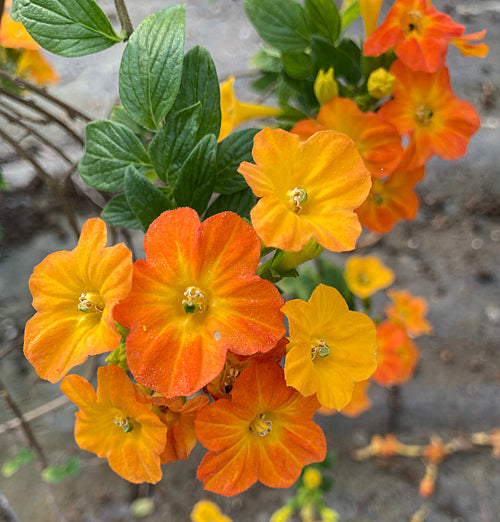 STREPTOSOLEN JAMESONII