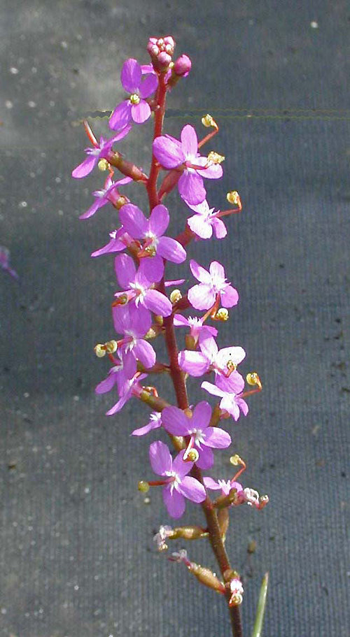 STYLIDIUM GRAMINIFOLIUM