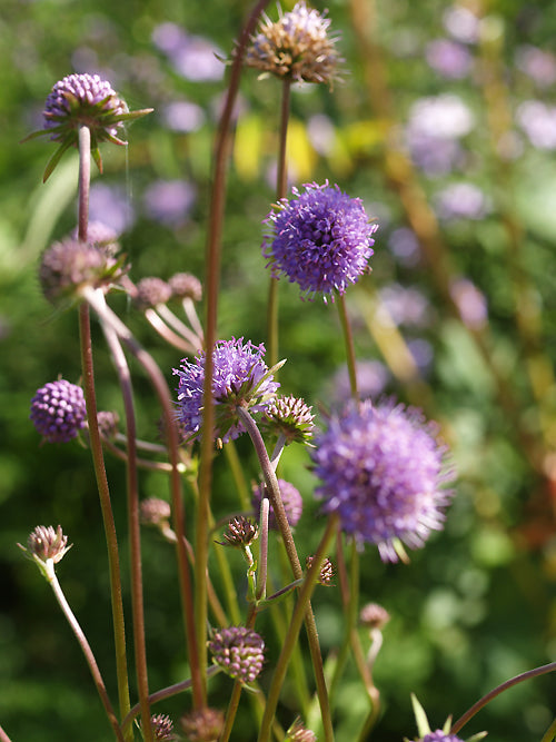 SUCCISA PRATENSIS