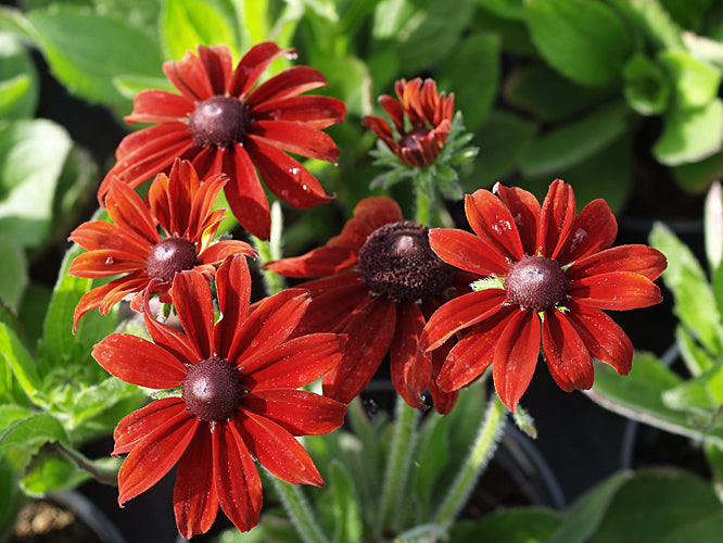 SUMMERINA 'PATIO BROWN'