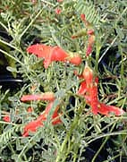 SUTHERLANDIA FRUTESCENS