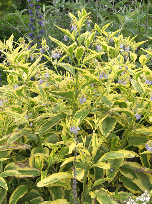 SYMPHYTUM x UPLANDICUM 'AXMINSTER GOLD'