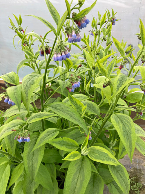 SYMPHYTUM x UPLANDICUM 'DROITWICH'