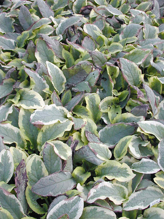 SYMPHYTUM 'GOLDSMITH'