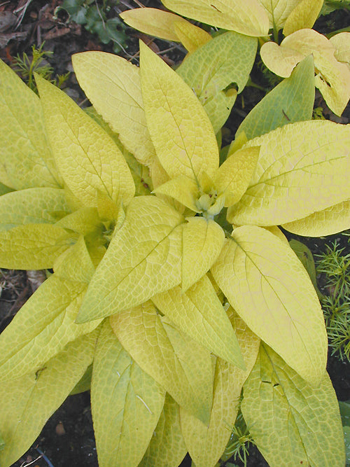 SYMPHYTUM 'LAMBROOK SUNRISE'
