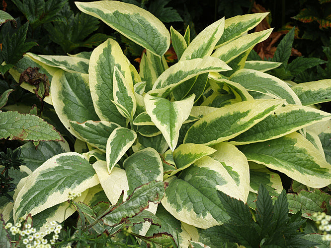 SYMPHYTUM x UPLANDICUM 'VARIEGATUM'