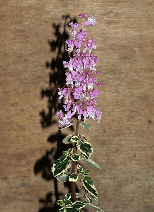 SYNCOLOSTEMON OBERMEYERAE 'CANDY KISSES'