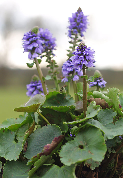 SYNTHYRIS MISSURICA var.STELLATA