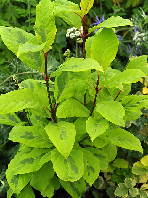 SYRINGA EMODI VARIEGATA