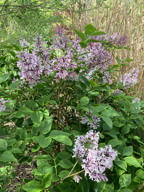 SYRINGA PUBESCENS subsp.PATULA 'MISS KIM'