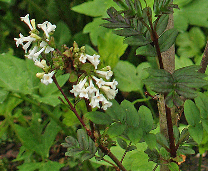 SYRINGA PINNATIFOLIA