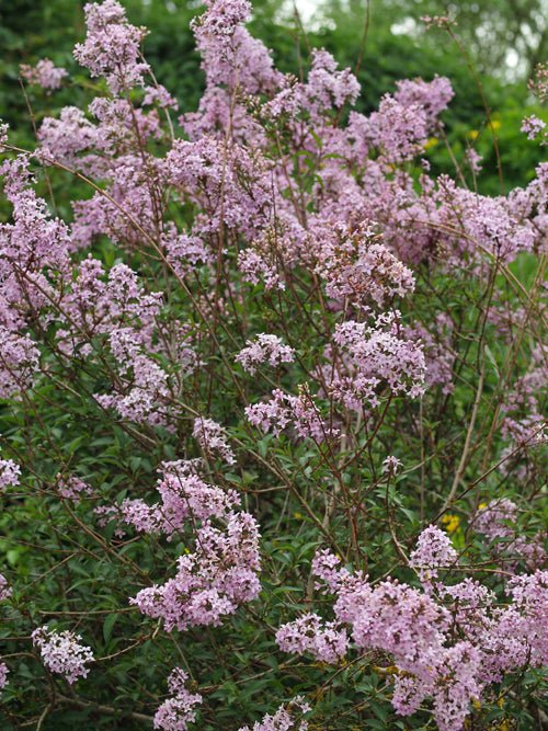 SYRINGA PROTOLACINIATA