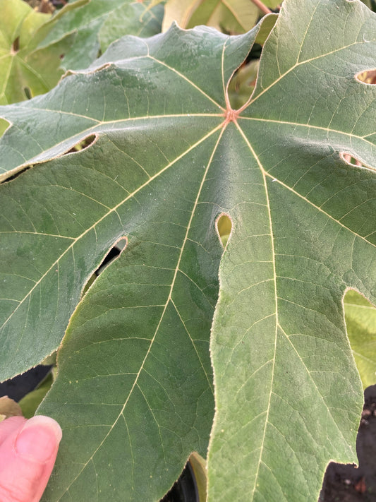 TETRAPANAX PAPYRIFER 'REX'