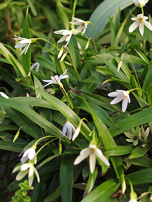 TALBOTIA ELEGANS