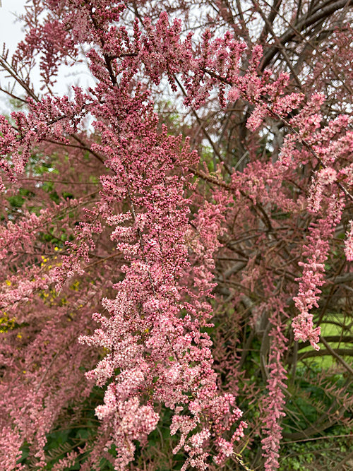 TAMARIX TETRANDRA
