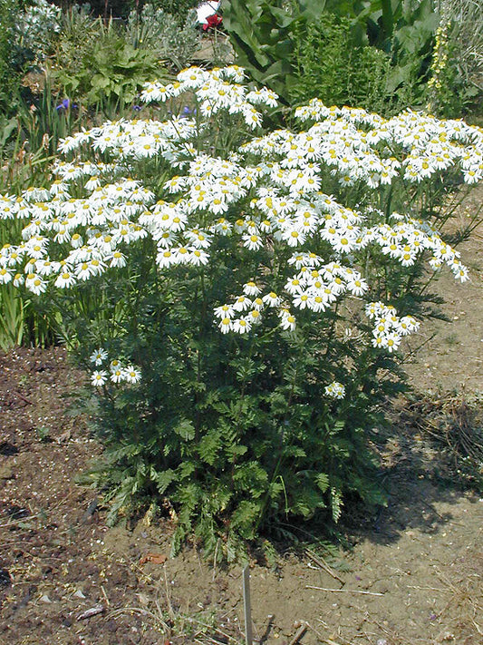 TANACETUM CORYMBOSUM