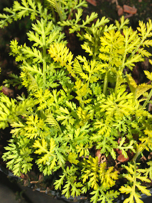 TANACETUM VULGARE 'GOLDEN FEATHER'