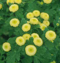 TANACETUM PARTHENIUM 'GOLDEN BALL'