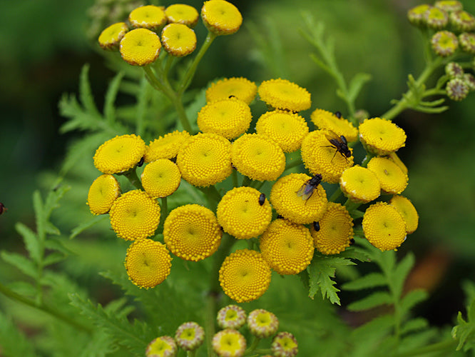 TANACETUM VULGARE 'ISLA GOLD'