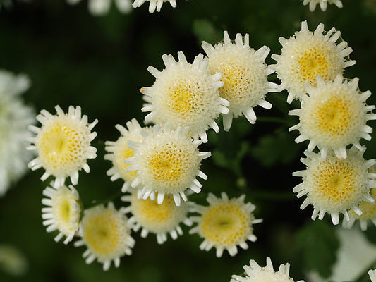 TANACETUM PARTHENIUM 'MALMESBURY'