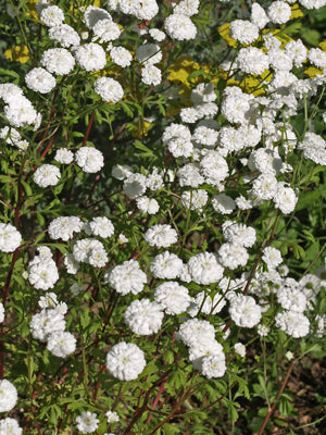 TANACETUM PARTHENIUM 'ROWALLANE'