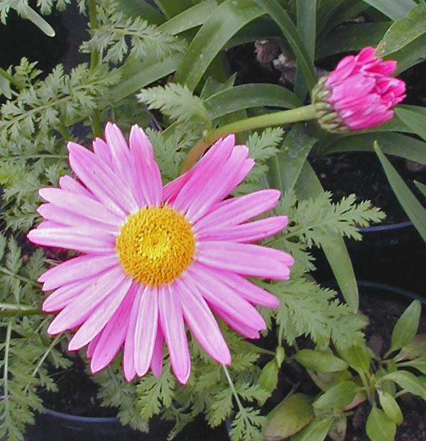 TANACETUM COCCINEUM 'EVENGLOW'