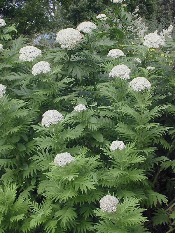 TANACETUM MACROPHYLLUM 'CREAM KLENZA'