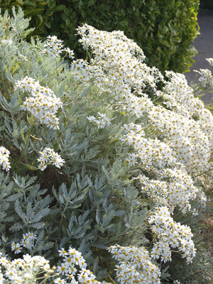 TANACETUM PTARMICIFLORUM