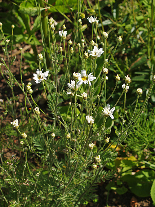 TANACETUM POTERIIFOLIUM