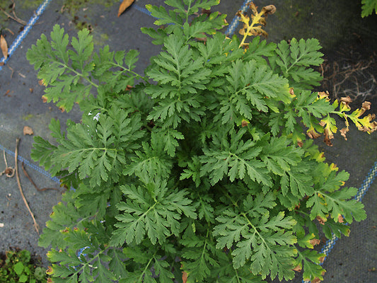 TANACETUM SP. W&B BG B-8