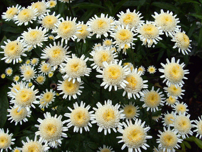 TANACETUM PARTHENIUM 'SELMA STAR'