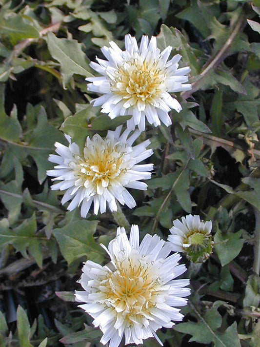 TARAXACUM ALBIDUM